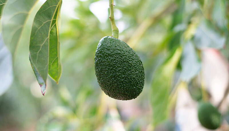 An avocado.
