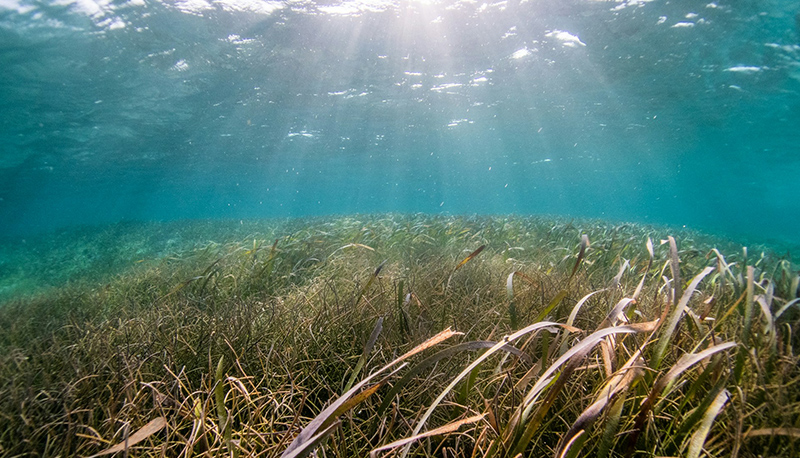 Brown and green grass underwater